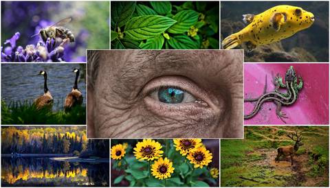 Biodiversità (foto Pixabay)