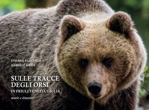 Sulle tracce degli orsi in Friuli Venezia Giulia storie e itinerari
