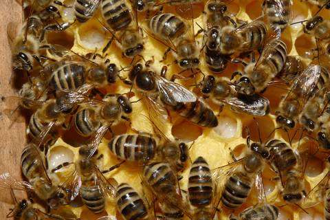 La moria delle api causata dai neonicotinoidi? Il Maryland introduce il bando. Foto: Waugsberg / Wikipedia CC-BY-SA