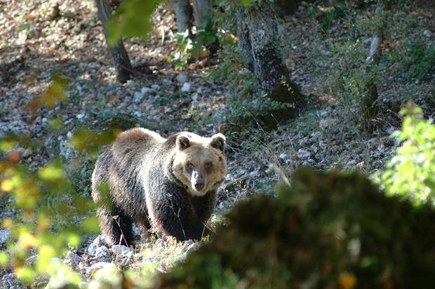 L'orso simbolo del Parco nazionale d'Abruzzo
