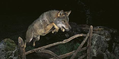 Il-lupo-delle-favole foto Jose Luis Rodriguez