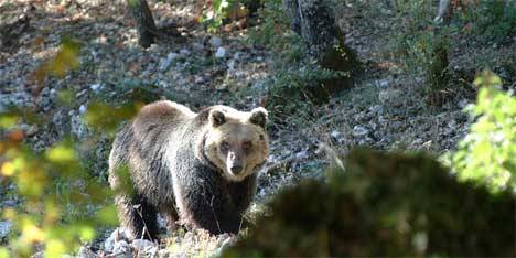 L'orso simbolo del Parco Nazionale d'Abruzzo